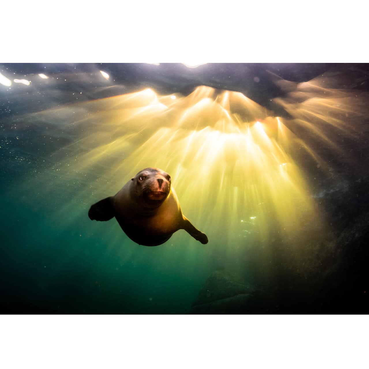 Sparkly Selections Seal Underwater Diamond Painting Kit, Round Diamonds